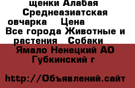 щенки Алабая (Среднеазиатская овчарка) › Цена ­ 15 000 - Все города Животные и растения » Собаки   . Ямало-Ненецкий АО,Губкинский г.